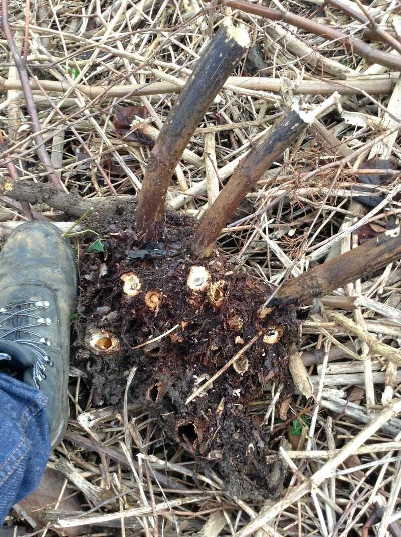 Deep Rhizomes Can Persist For Years Deep Rhizomes Can Persist For Years