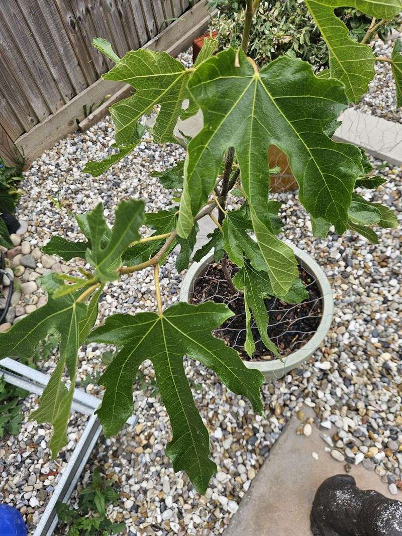 Deep Roots Benefit From Slow Thorough Watering