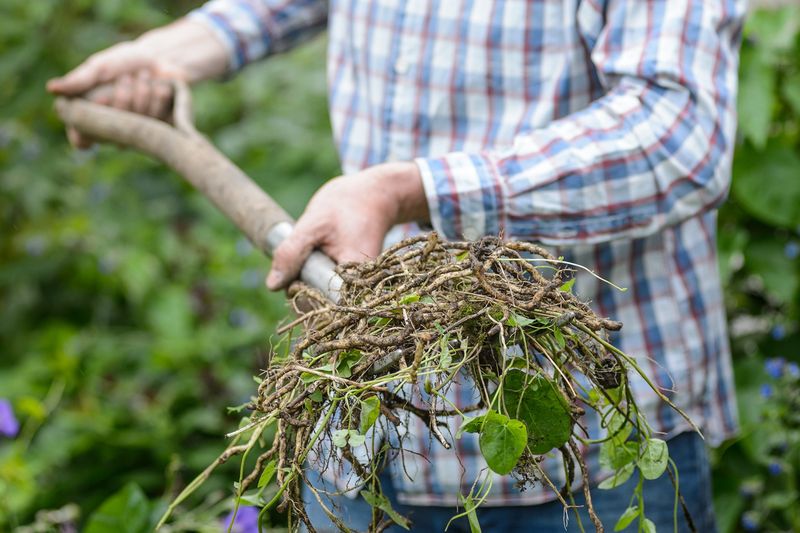 Deep Roots Help Field Bindweed Return Again And Again