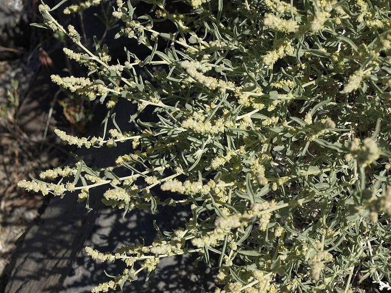 Deep Roots Help It Handle Dry Conditions
