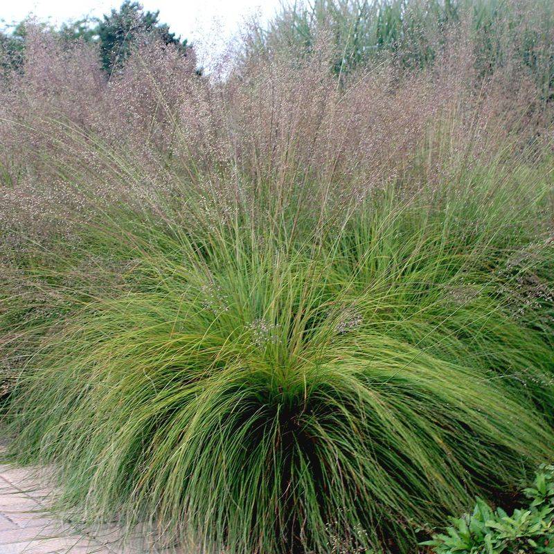 Deep Roots Help It Handle Long Dry Stretches