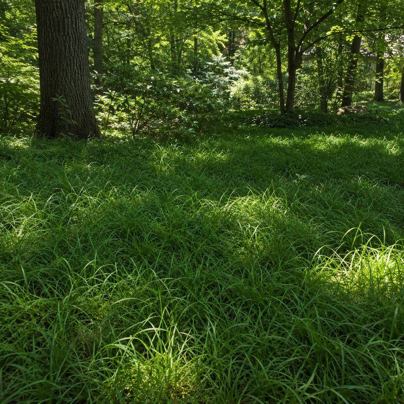 Deep Shade Does Not Stop This Native From Growing