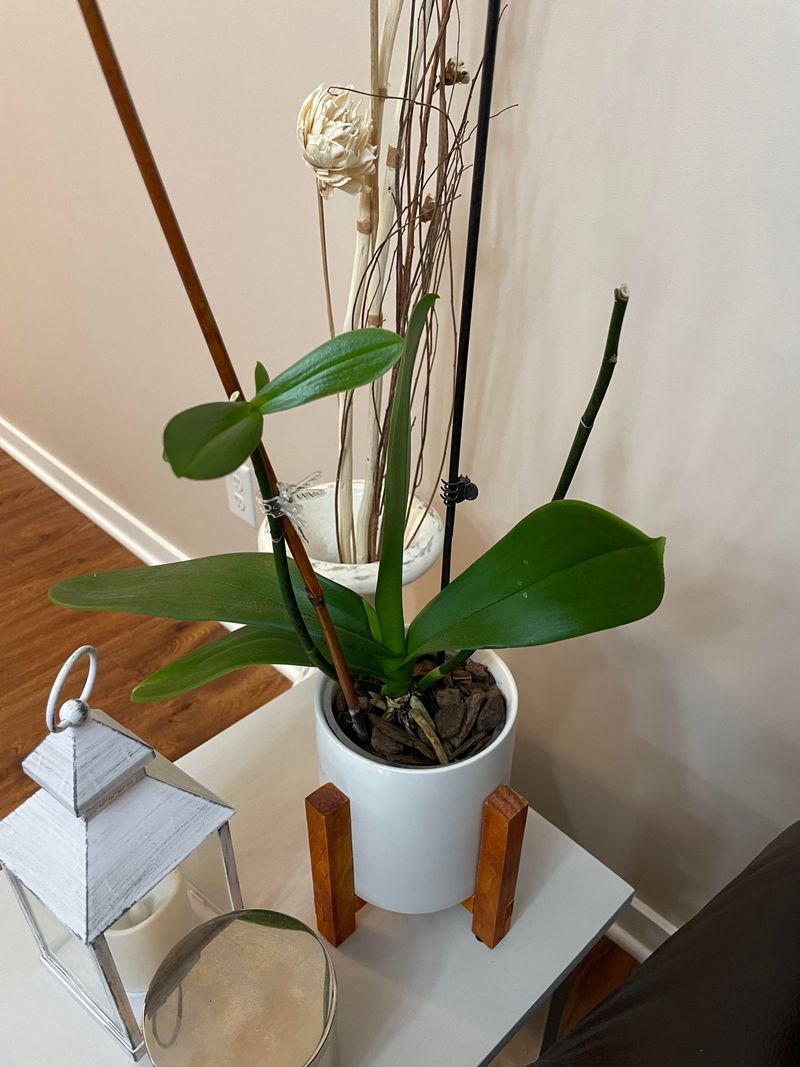 Deep Shade Lets An Orchid Grow Without Giving It Enough Energy To Flower Deep Shade Lets An Orchid Grow Without Giving It Enough Energy To Flower