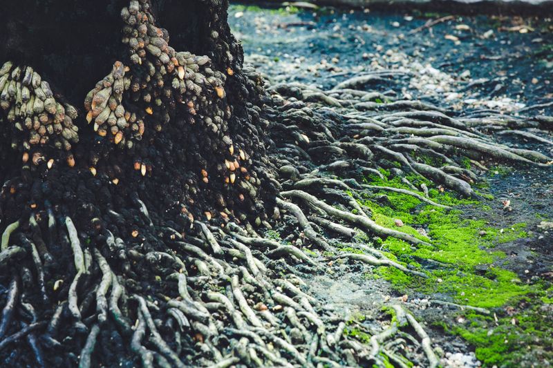 Deep Taproots Provide Exceptional Drought Tolerance