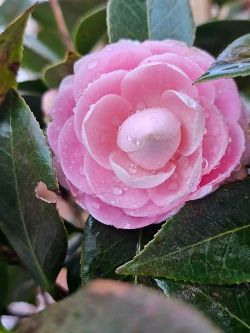 Deep Watering Beats Quick Surface Sprinkles Deep Watering Beats Quick Surface Sprinkles