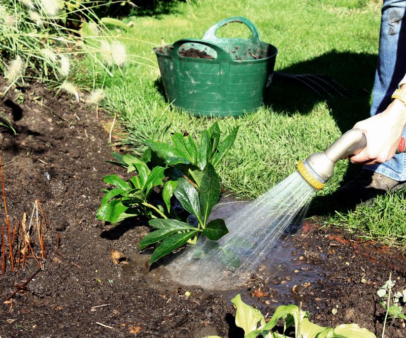 Deep Watering Builds More Resilient Plants Deep Watering Builds More Resilient Plants