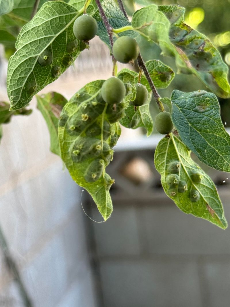 Deep Watering Establishes Young Plants Deep Watering Establishes Young Plants