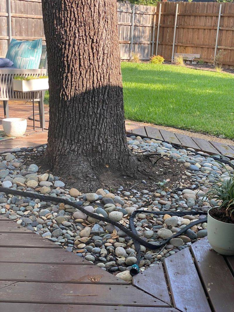 Deep Watering Mature Oaks During Extended Dry Spells Deep Watering Mature Oaks During Extended Dry Spells