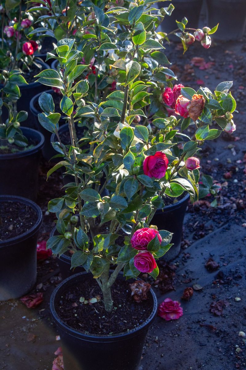 Deep Watering Reaches The Shallow Root System