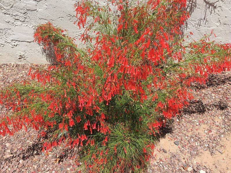Deep Watering Works Best In Dry Conditions