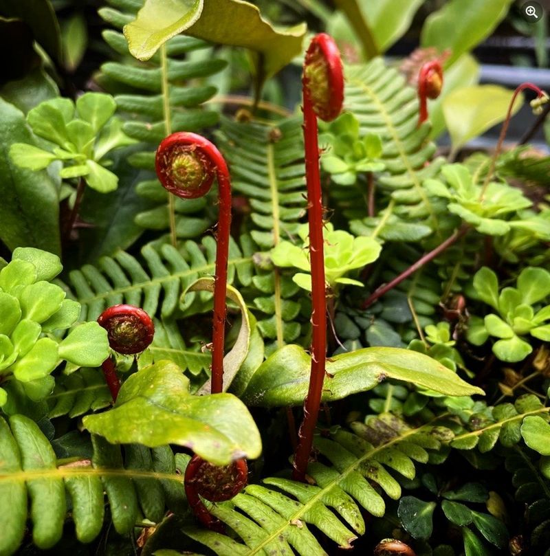 Deer Fern Adding Bold Green Drama Without The Fuss Deer Fern Adding Bold Green Drama Without The Fuss