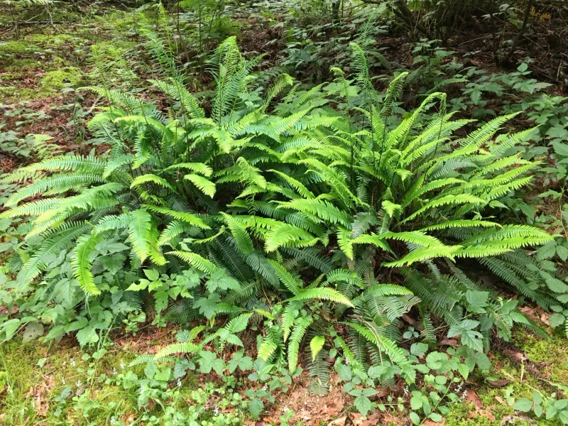 Deer Fern Adds Greenery To Moist Shade Deer Fern Adds Greenery To Moist Shade