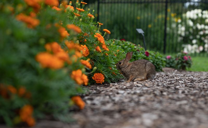 Deer Resistance Protects Surrounding Plants Deer Resistance Protects Surrounding Plants