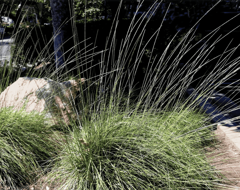 Deergrass Adds Movement Without Traditional Turf