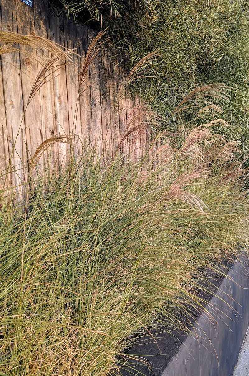 Deergrass Adds Soft Movement Around Bold Succulent Shapes Deergrass Adds Soft Movement Around Bold Succulent Shapes