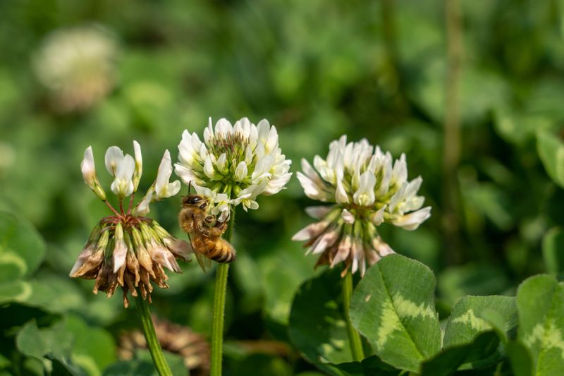 Delay Mowing Around Clover And Wildflowers
