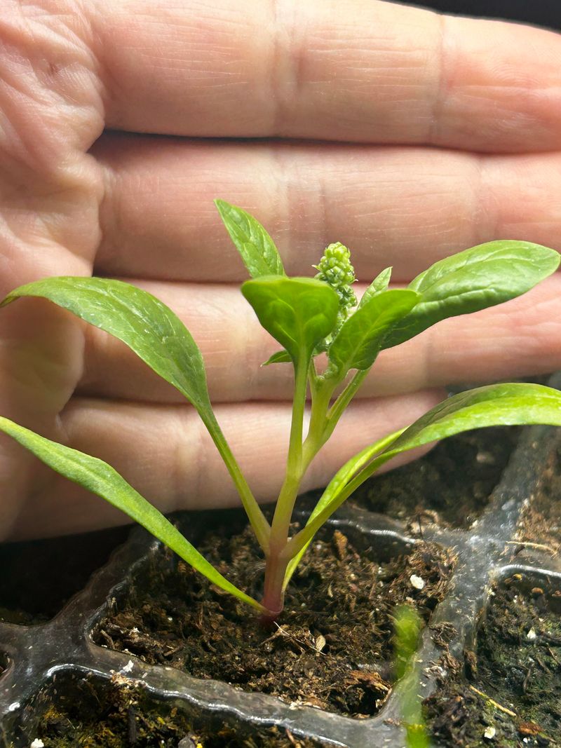 Delay Spinach Until Soil Loses Summer Heat Delay Spinach Until Soil Loses Summer Heat