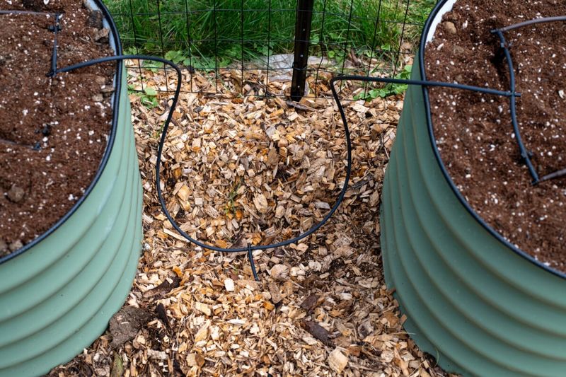 Delay Weeding That Churns Wet Soil