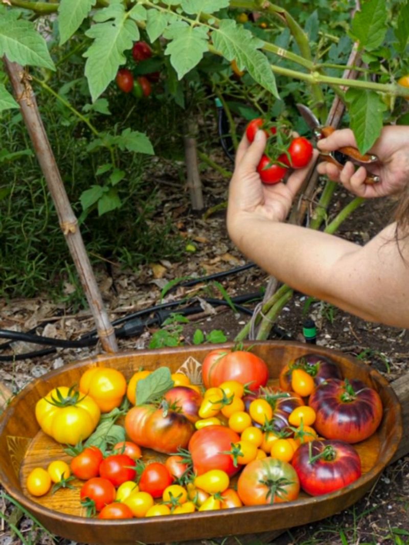 Delayed Harvesting Past Peak Ripeness