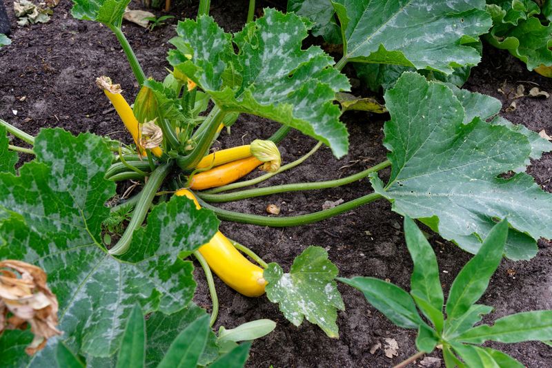 Delayed Harvesting Signals The Plant To Stop Producing