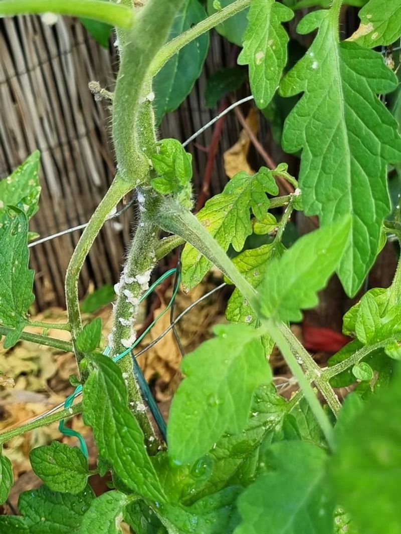 Delayed Picking Attracts Pests And Encourages Disease Spread Delayed Picking Attracts Pests And Encourages Disease Spread