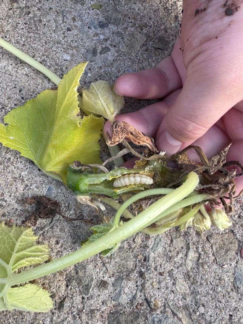 Delaying Removal Of Infested Vines Until Damage Spreads Delaying Removal Of Infested Vines Until Damage Spreads
