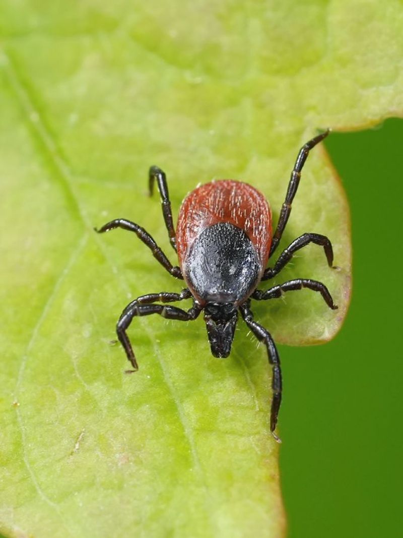 Dense Barberry Can Support Tick-Carrying Wildlife