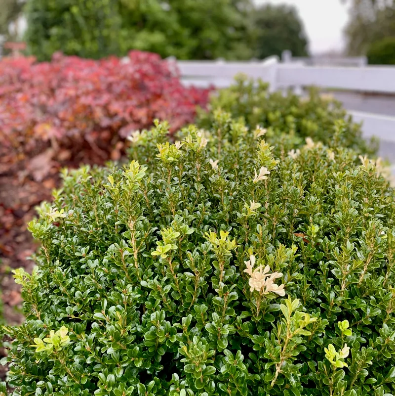 Dense Boxwoods Need Thorough Coverage Where Caterpillars Are Feeding Dense Boxwoods Need Thorough Coverage Where Caterpillars Are Feeding