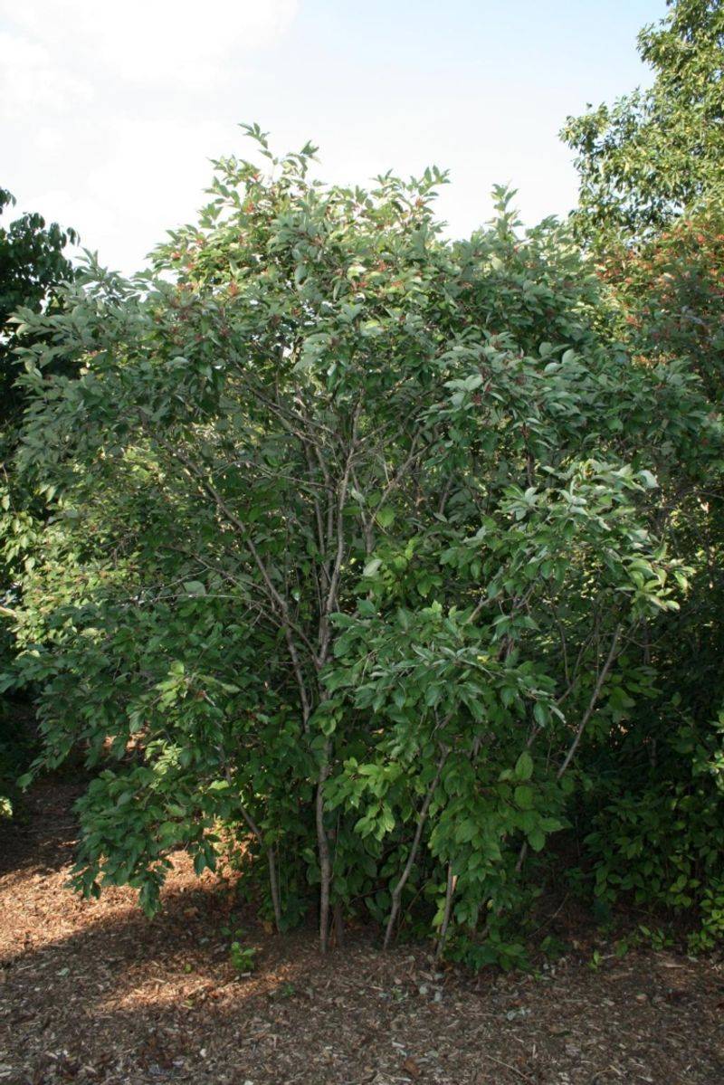 Dense Branches Give Travelers A Place To Pause