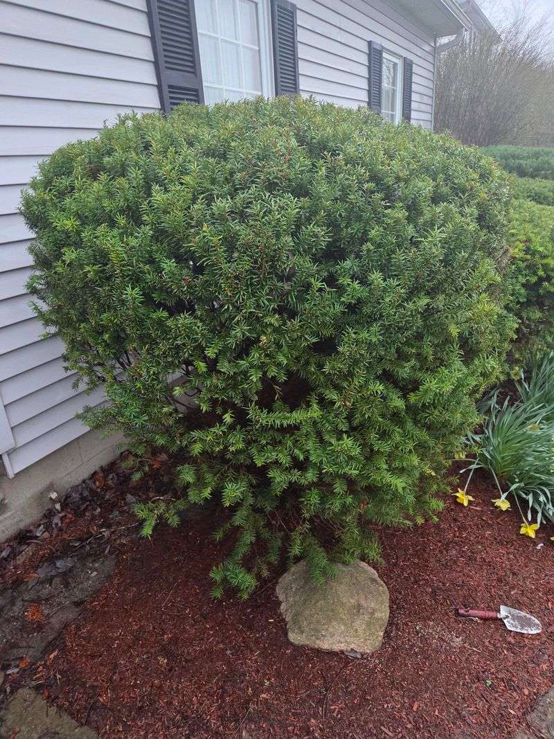 Dense Bushes Beneath Windows Can Give Flames A Direct Path Dense Bushes Beneath Windows Can Give Flames A Direct Path