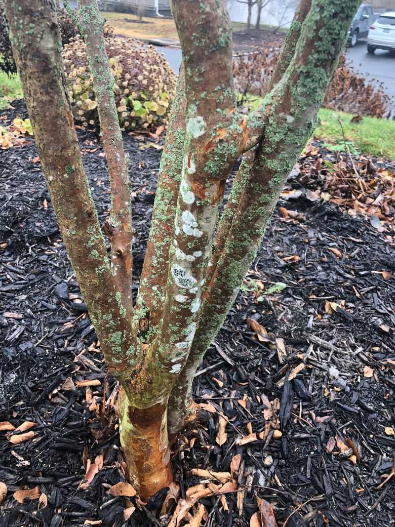 Dense Canopies Hold Moisture Around Leaves