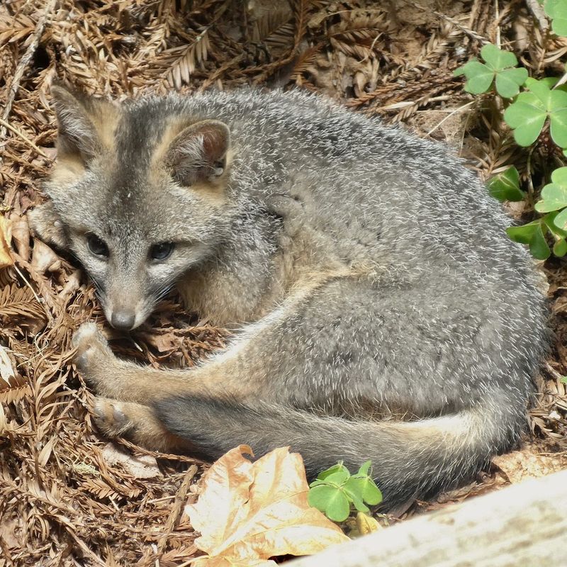 Dense Cover Gives Foxes A Place To Stay Hidden Dense Cover Gives Foxes A Place To Stay Hidden