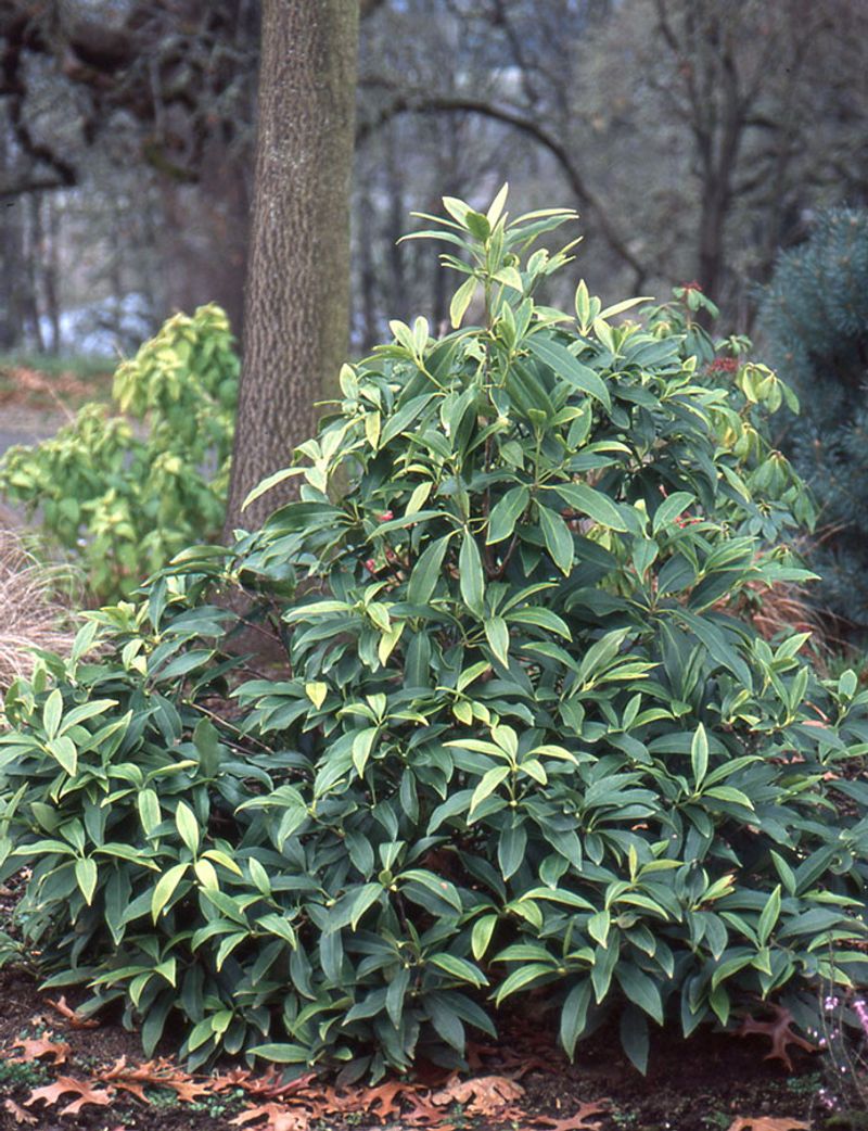 Dense Evergreen Growth Can Replace A Plain Privacy Screen Dense Evergreen Growth Can Replace A Plain Privacy Screen
