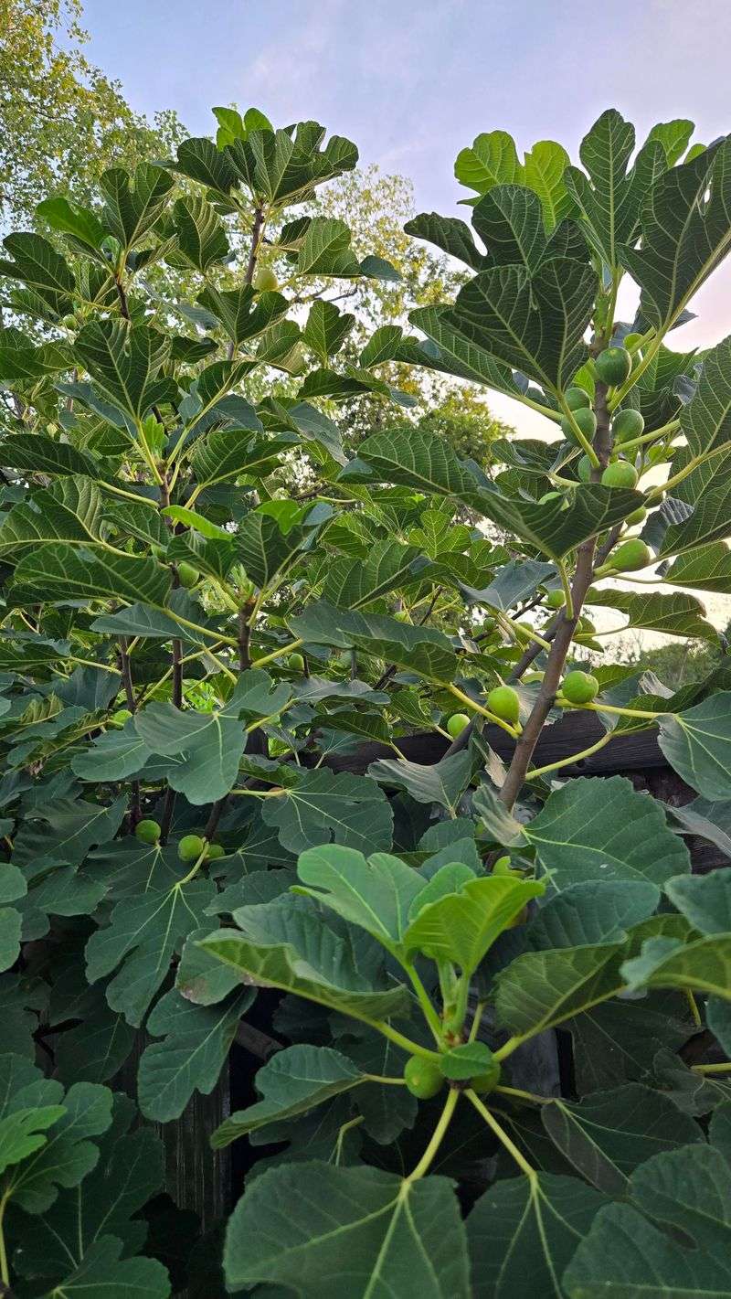 Dense Fig Trees Give Rats Cover While They Feed Dense Fig Trees Give Rats Cover While They Feed