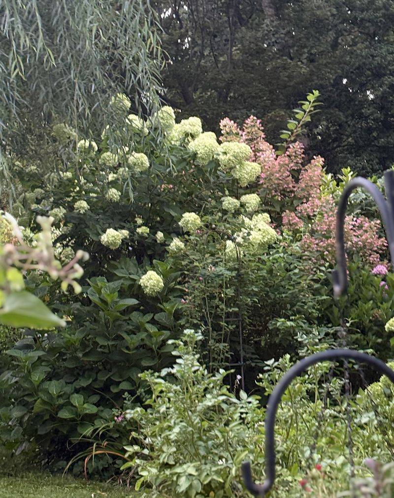 Dense Foliage Can Hold Moisture Longer Dense Foliage Can Hold Moisture Longer