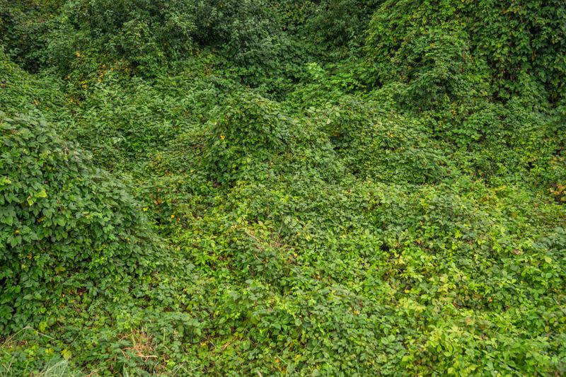 Dense Foliage Traps Excess Moisture Dense Foliage Traps Excess Moisture