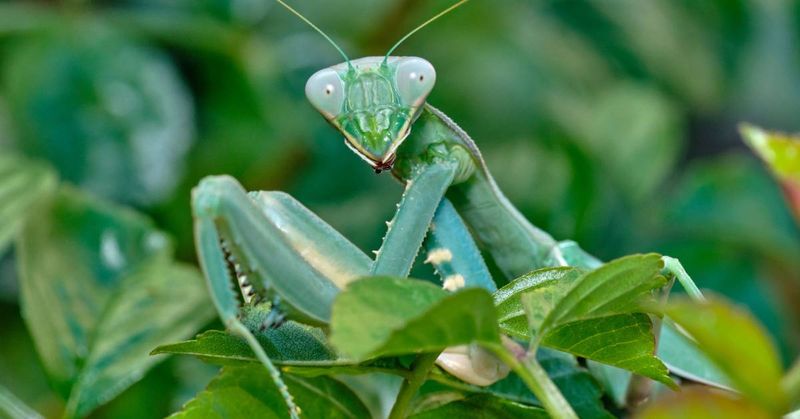 Dense Garden Vegetation Gives Mantids Places To Hunt