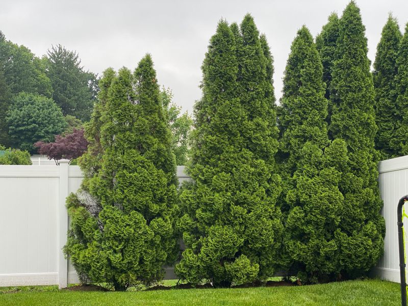 Dense Green Foliage Makes An Old Fence Fade Away