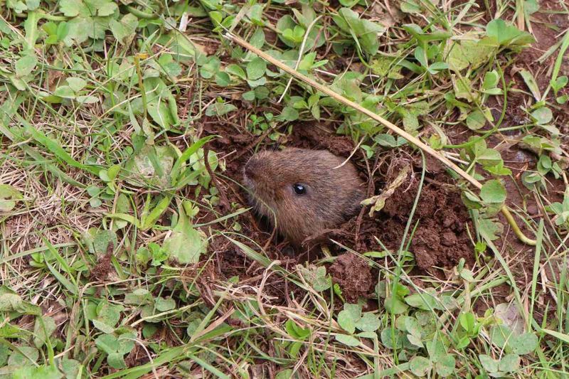Dense Ground Cover Can Bring Voles Closer
