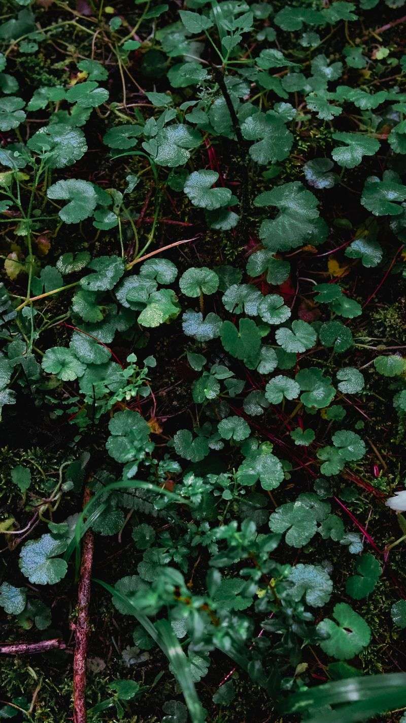 Dense Groundcover Creates Hiding Spots From Predators Dense Groundcover Creates Hiding Spots From Predators