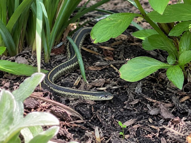 Dense Groundcover Creates Snake-Friendly Hiding Spots