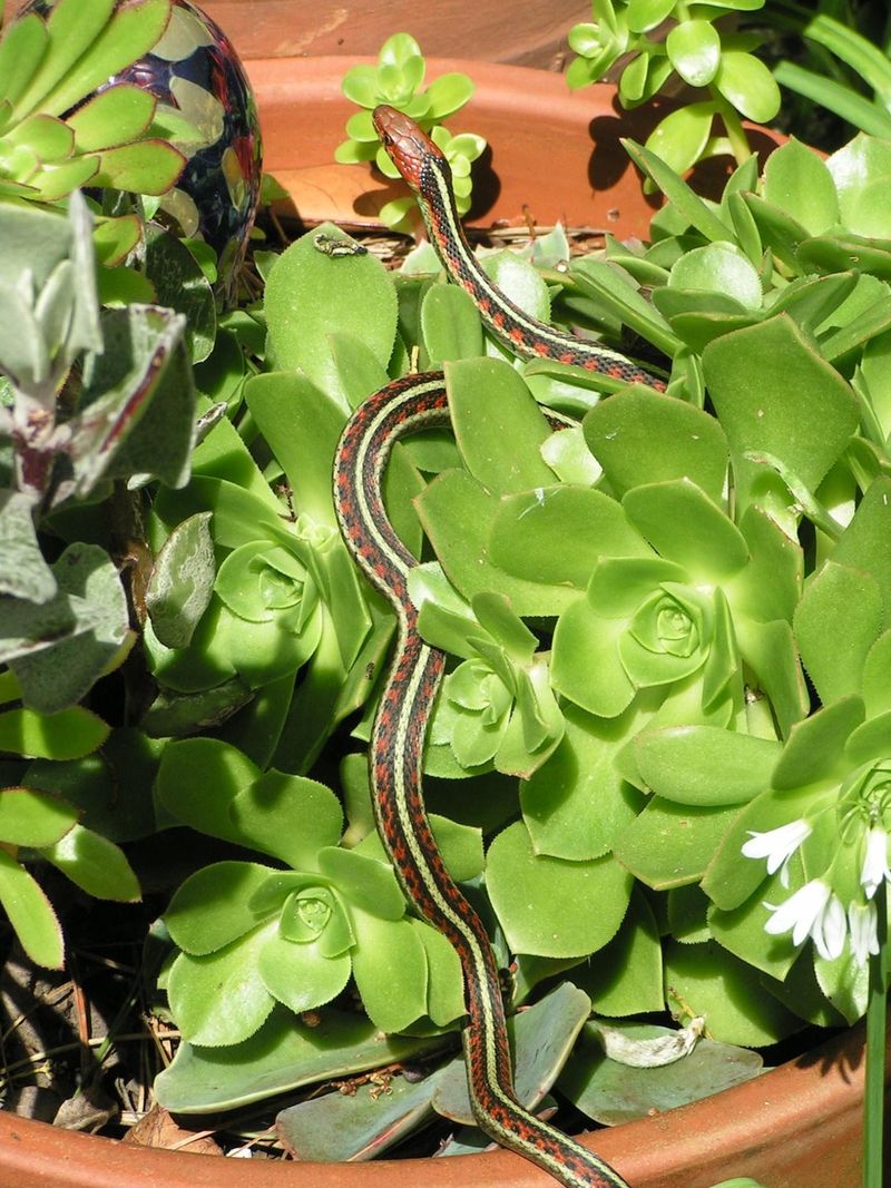 Dense Groundcover Gives Them A Safe Place To Rest