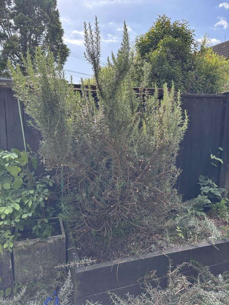 Dense Growth Can Hide Withered Stems For Months Dense Growth Can Hide Withered Stems For Months