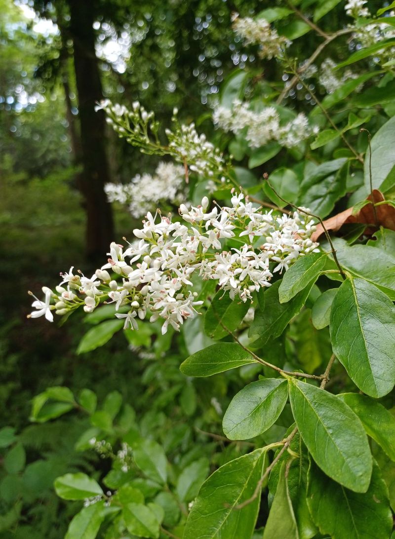Dense Growth Can Push Out Native Plants
