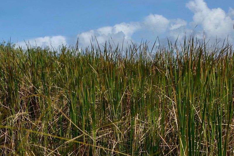Dense Growth Can Turn An Open Shoreline Into Useful Cover