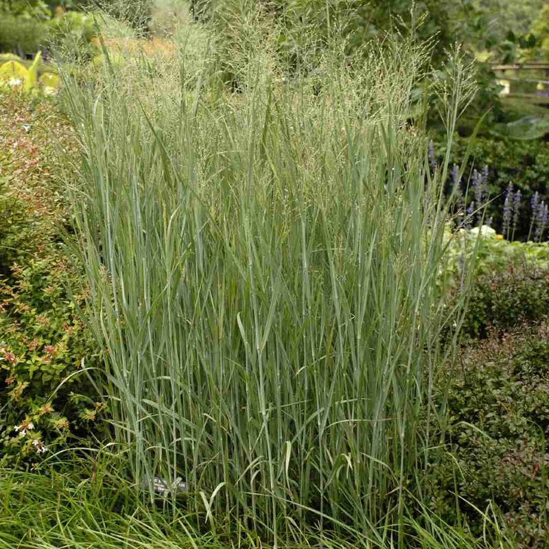 Dense Growth Creates Sheltered Spots During The Day Dense Growth Creates Sheltered Spots During The Day