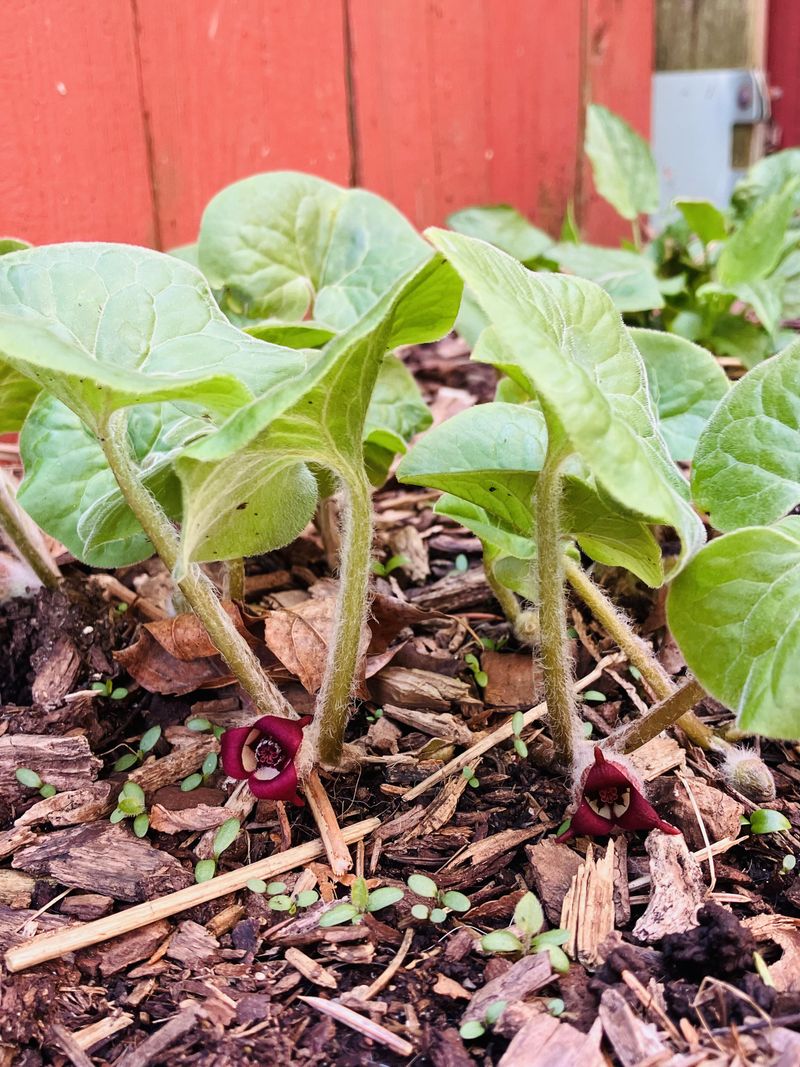 Dense Growth Gives New Weeds Less Open Ground Dense Growth Gives New Weeds Less Open Ground