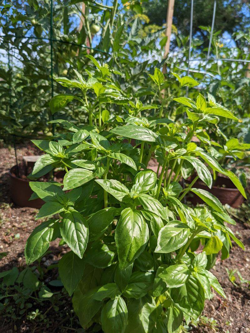 Dense Growth Helps Soil Hold Moisture Dense Growth Helps Soil Hold Moisture