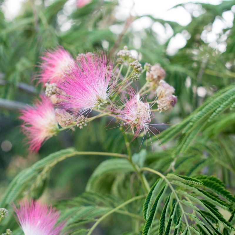 Dense Growth Pushes Native Plants Out Of The Area