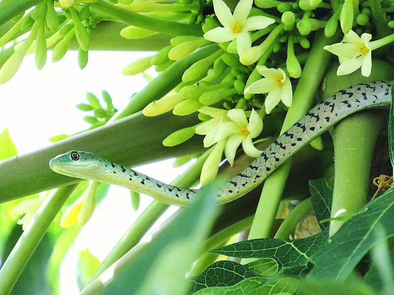 Dense Low Branches Give Snakes More Places To Disappear